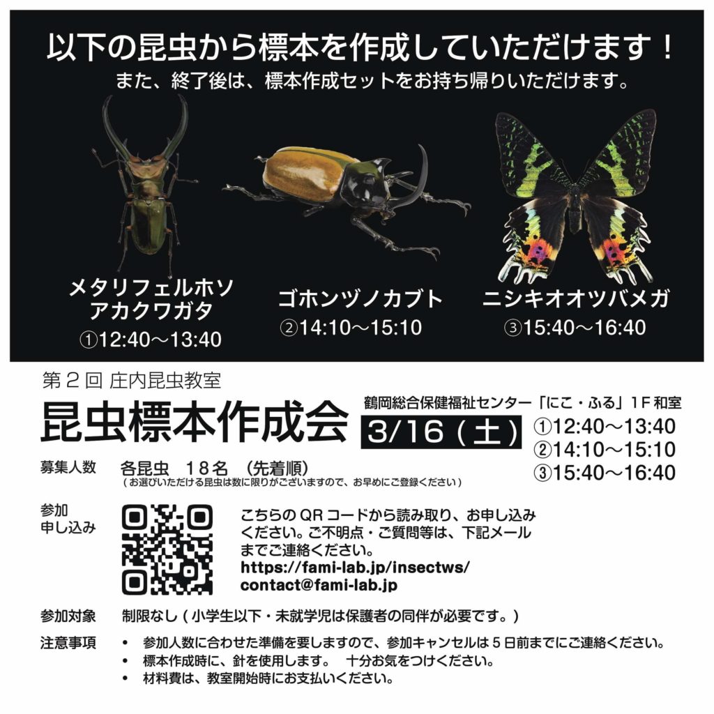 オニカミキリ 標本 オニカミキリ 不明瞭 【最高傑作】オオエンマ